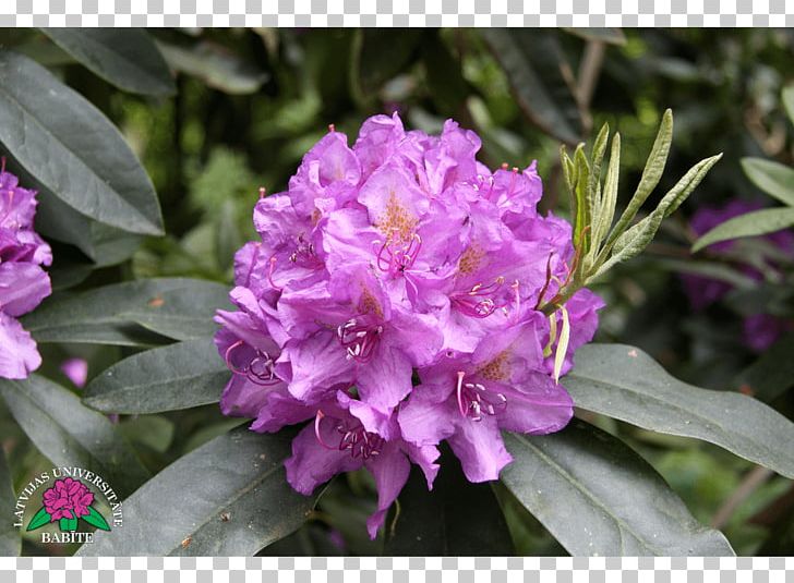 Azalea Rhododendron Annual Plant Herbaceous Plant PNG, Clipart, 2 M, Annual Plant, Azalea, Dark Purple, Ericales Free PNG Download