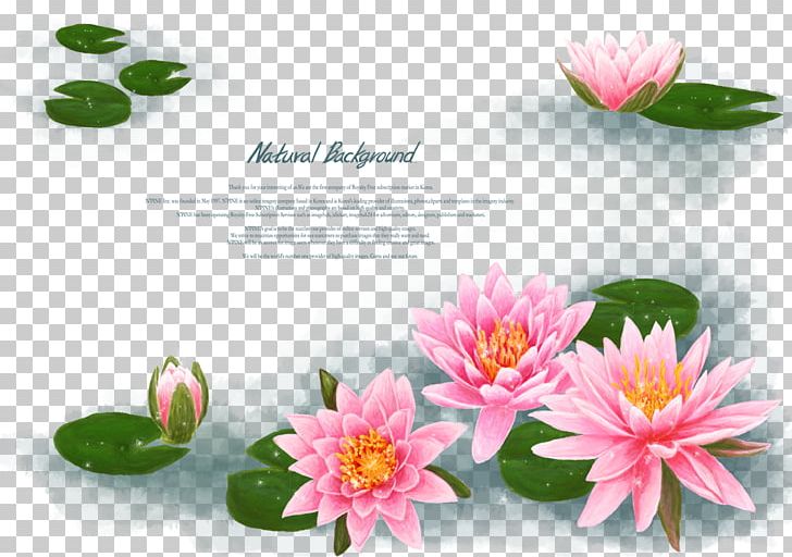 Water Lilies Water Lily Nelumbo Nucifera Flower PNG, Clipart, Baidu Tieba, Chinese, Chinese Style, Daisy Family, Flora Free PNG Download