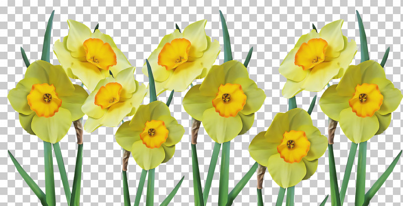 Floral Design PNG, Clipart, Bunchflowered Daffodil, Daffodil, Floral Design, Flower, Jonquil Free PNG Download