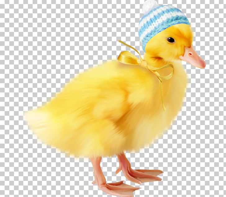 Duck Chicken Portable Network Graphics Animal PNG, Clipart, Animal, Beak, Bird, Centerblog, Chicken Free PNG Download