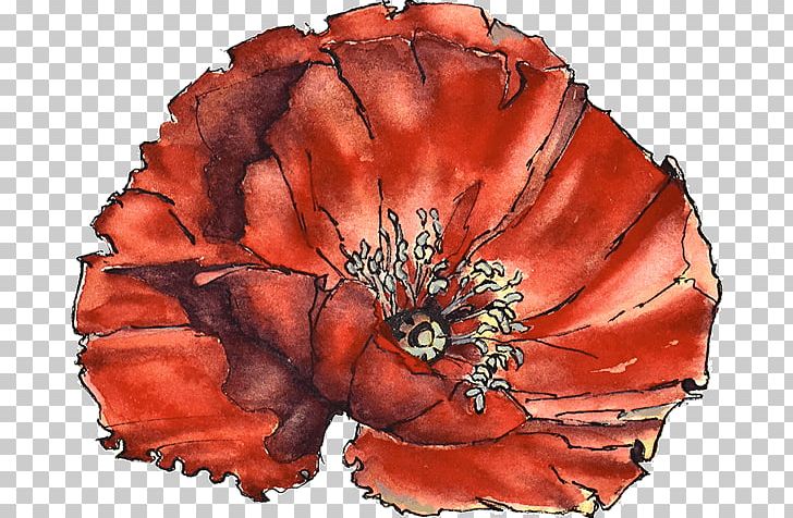 Poppy The Argyll Canada Field Of Remembrance Armistice Day PNG, Clipart, Argyll, Argyll And Sutherland Highlanders, Armistice Day, Canada, Coquelicot Free PNG Download