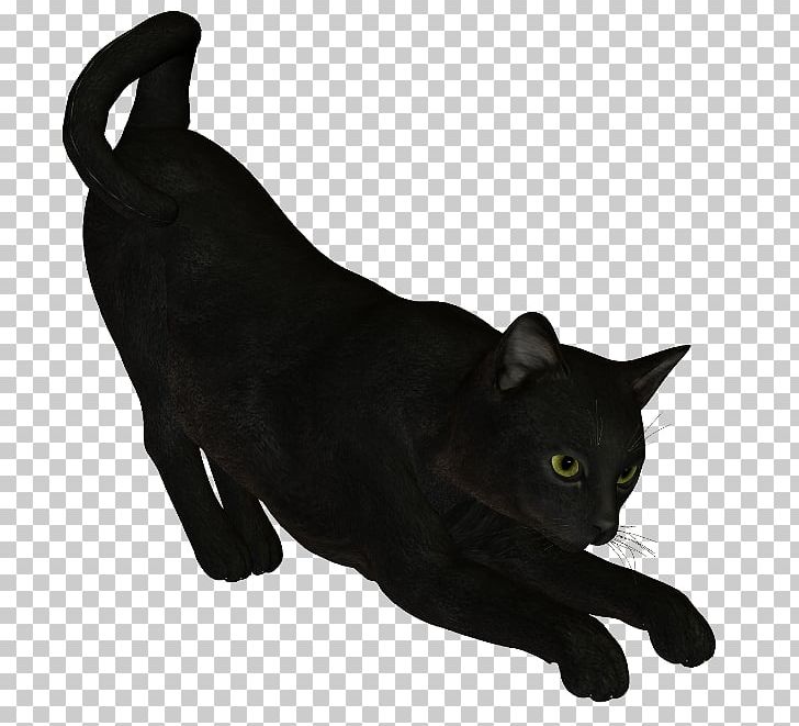 Black Cat Bombay Cat Korat Domestic Short-haired Cat Whiskers PNG, Clipart, Black, Black Cat, Black Panther, Bombay, Bombay Cat Free PNG Download