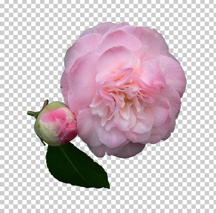 Garden Roses Sasanqua Camellia Japanese Camellia Flower Floribunda PNG, Clipart, Camelia, Camellia, Camellia Sasanqua, Centifolia Roses, Fleur Free PNG Download