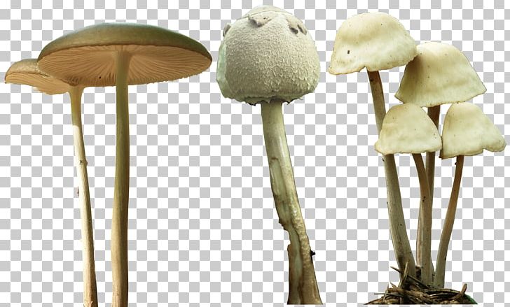 Magic Mushrooms Psilocybe Mexicana Psilocybin Mushroom PNG, Clipart, Amanita Muscaria, Common Mushroom, Desktop Wallpaper, Fungus, Magic Mushrooms Free PNG Download
