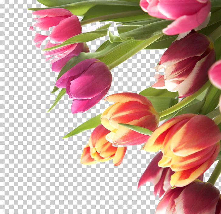 Tulip Flower Name Day PNG, Clipart, Birthday, Closeup, Cut Flowers, Floral Design, Floristry Free PNG Download