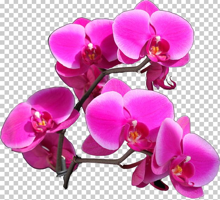 Moth Orchids Cut Flowers Color PNG, Clipart, Color, Cut Flowers, Flower, Flowering Plant, Lilac Free PNG Download