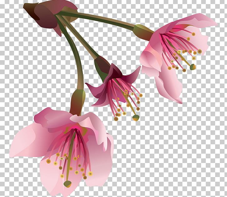 Sticker Flower PicsArt Photo Studio PNG, Clipart, Alstroemeriaceae, Blossom, Cherry Blossom, Clip Art, Collage Free PNG Download