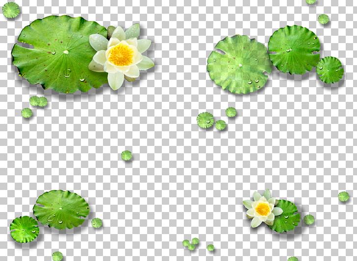 Lotus Pond Nelumbo Nucifera Lotus Effect Leaf PNG, Clipart, Autumn Leaf, Euclidean Vector, Grass, Green, Green Leaf Free PNG Download