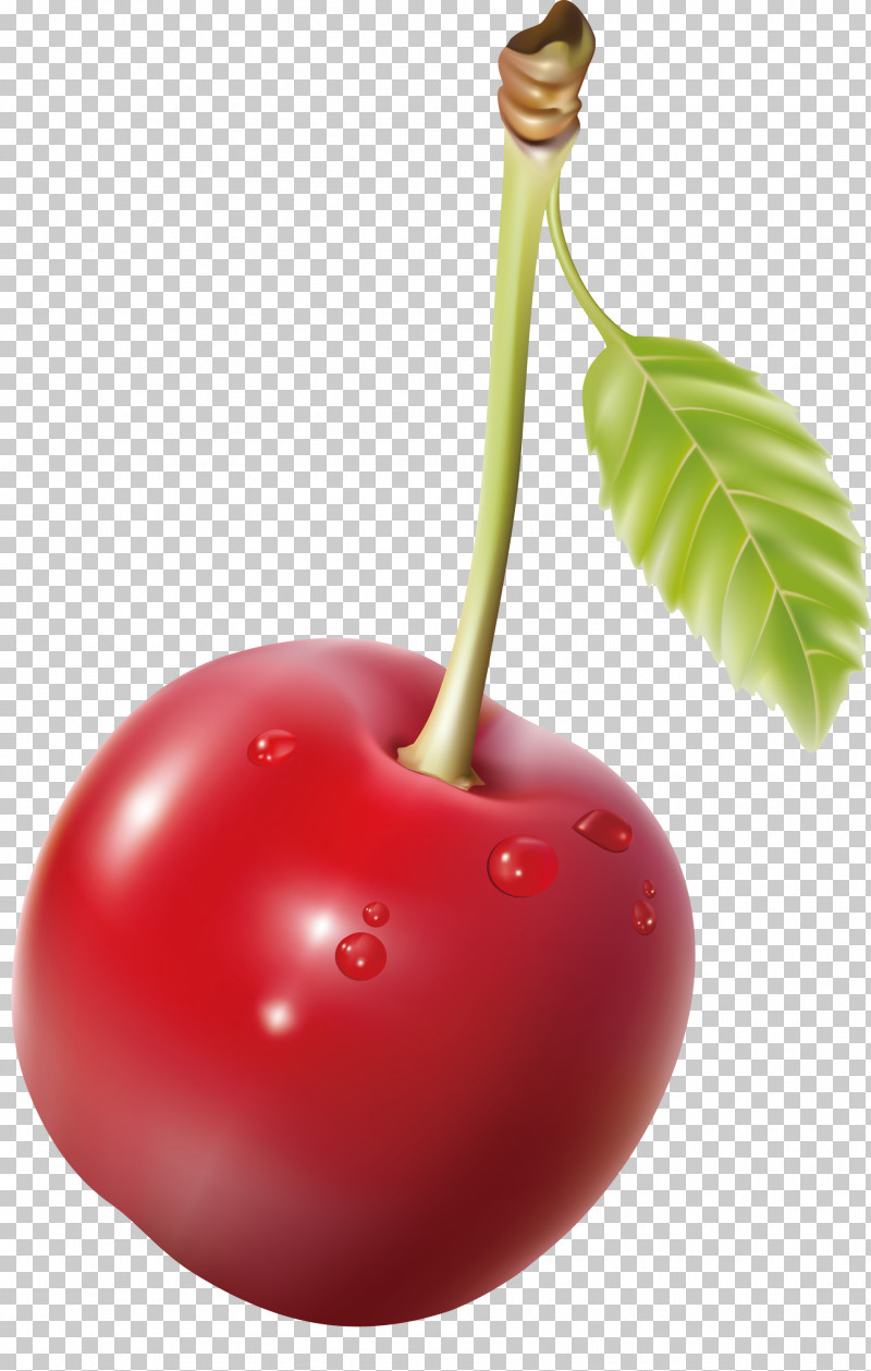 Cherry Fruit PNG, Clipart, Cherry, Drupe, Flower, Food, Fruit Free PNG Download
