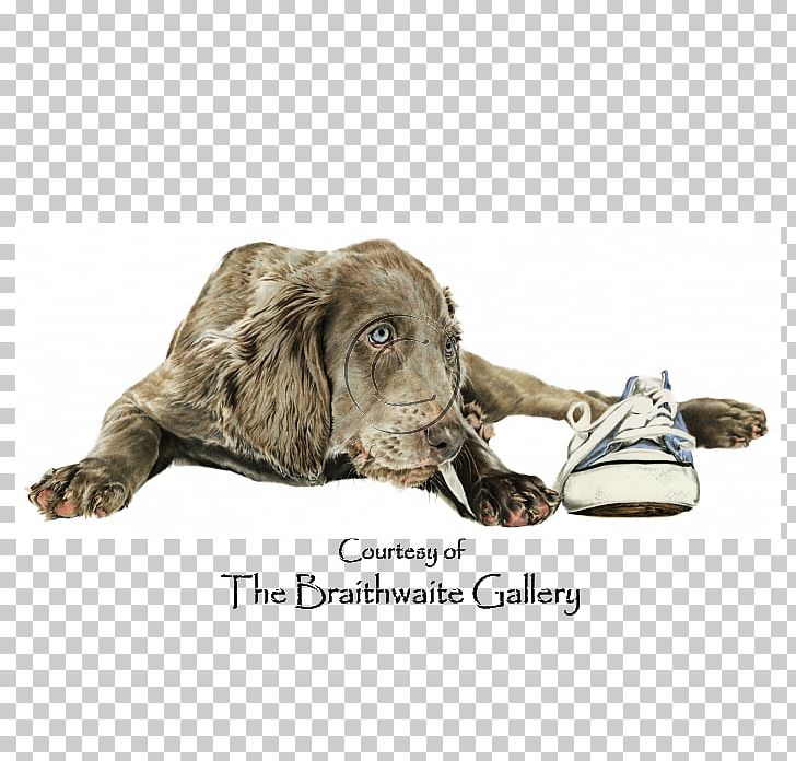 Boykin Spaniel Weimaraner Sussex Spaniel Puppy Dog Breed PNG, Clipart, Animals, Boykin Spaniel, Dog, Dog Breed, Dog Like Mammal Free PNG Download