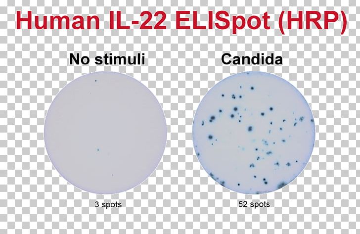 ELISPOT Assay B Cell Granzyme Secretion PNG, Clipart, Area, Assay, B Cell, Brand, Cell Free PNG Download