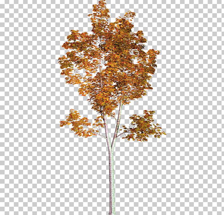 Tree American Sycamore Populus Nigra PNG, Clipart, Branch, Cottonwood, Deciduous, Encapsulated Postscript, Flowering Plant Free PNG Download