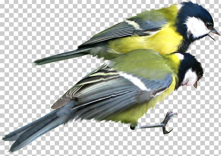 Bird Great Tit Mésange PNG, Clipart, Animals, Beak, Bird, Chickadee, Computer Icons Free PNG Download