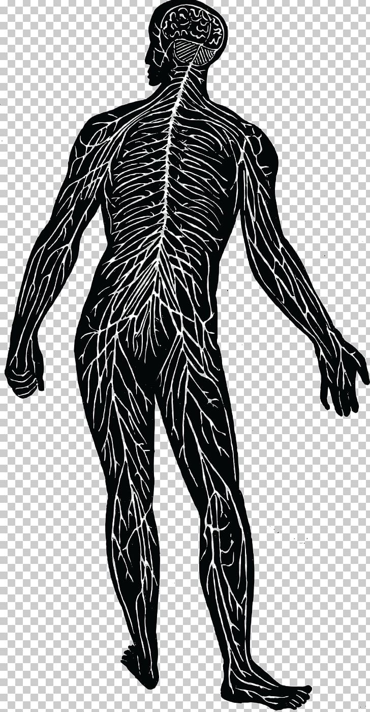 Nervous System Nerve Human Body Muscular System PNG, Clipart, Anatomy, Arm, Art, Back, Black And White Free PNG Download