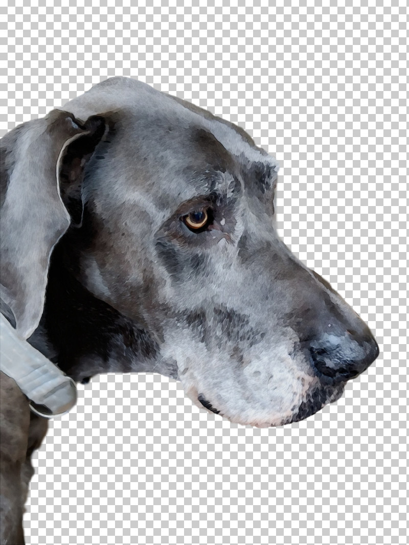 Great Dane Plott Hound Old Danish Pointer Pointer Snout PNG, Clipart, Biology, Breed, Dog, Great Dane, Old Danish Pointer Free PNG Download