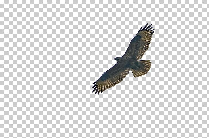 Bald Eagle Statue Of Liberty Bird Hawk PNG, Clipart, Accipitriformes, Air, Air Balloon, Air Conditioner, Animal Free PNG Download