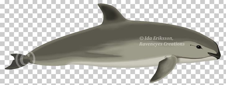 Common Bottlenose Dolphin Short-beaked Common Dolphin Tucuxi Rough-toothed Dolphin White-beaked Dolphin PNG, Clipart, Beaked Whale, Bottlenose Dolphin, Cetacea, Fauna, Mammal Free PNG Download