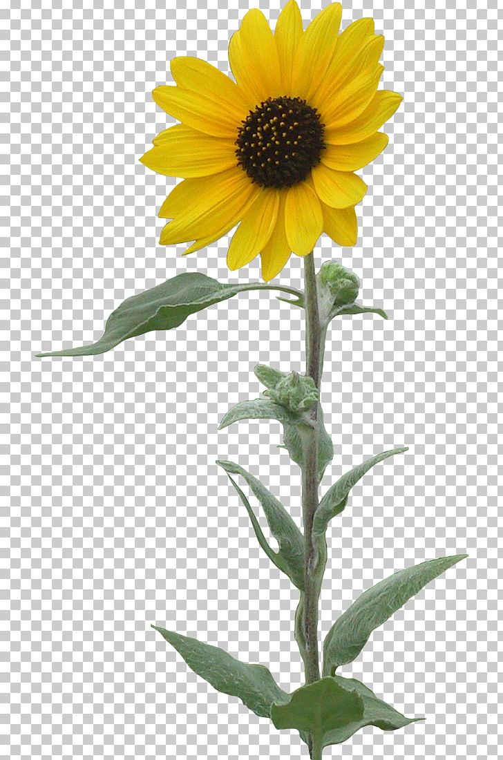 Common Sunflower PNG, Clipart, Animation, Cicek Resimleri, Common Sunflower, Daisy Family, Desktop Wallpaper Free PNG Download