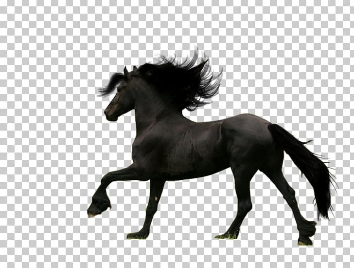 Friesian Horse Thoroughbred Android Breed PNG, Clipart, Android Application Package, Animals, Aptoide, Black, Black And White Free PNG Download