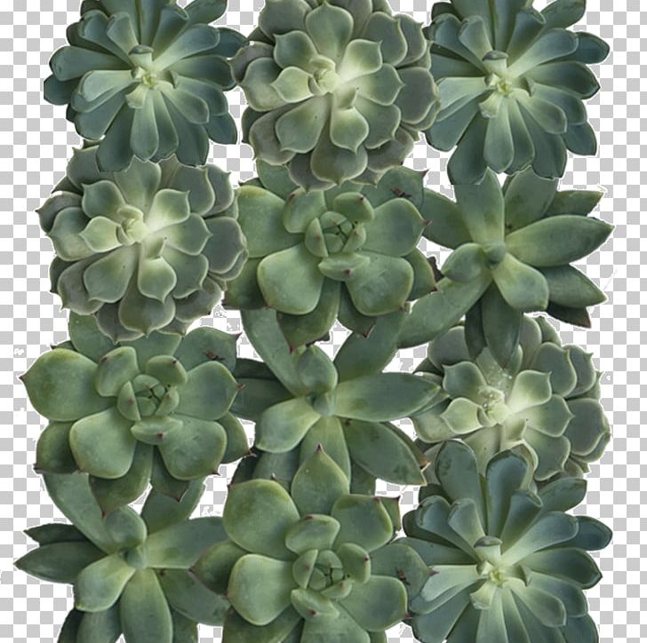 Green Succulent Plant Crassulaceae Color Grey PNG, Clipart, Cladonia Rangiferina, Color, Crassulaceae, Cutting, Diameter Free PNG Download