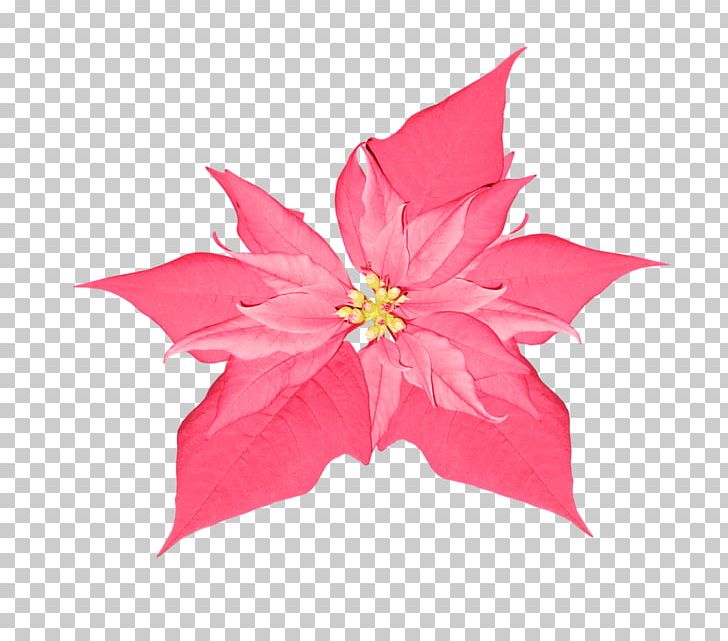 Rose Cut Flowers Petal الرحمن PNG, Clipart, Ar Rahiim, Basmala, Cut Flowers, Flora, Flower Free PNG Download
