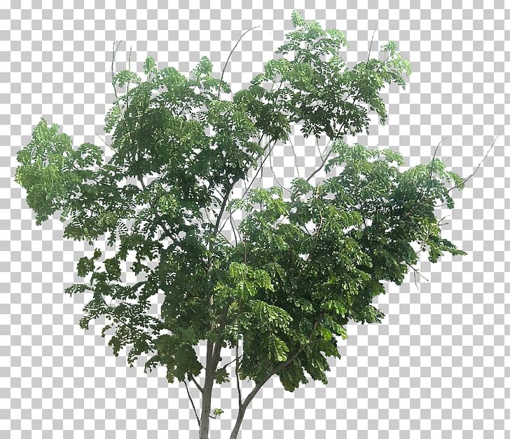 Tree Plant Branch Bigleaf Maple PNG, Clipart, Architecture, Bigleaf Maple, Branch, Cottonwood, Leaf Free PNG Download