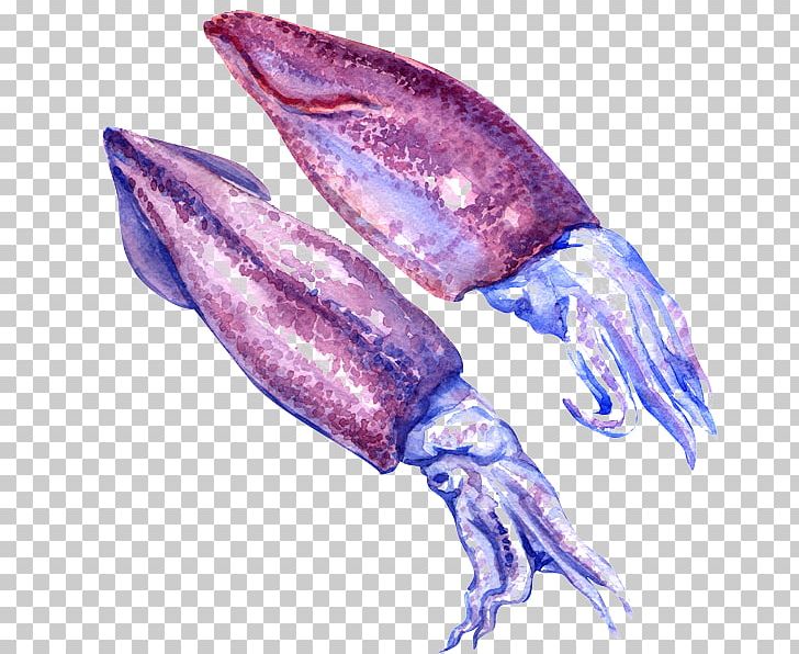 Japanese Flying Squid Nototodarus Sloanii Watercolor Painting White PNG, Clipart, Animal Source Foods, Cephalopod, Claw, Coleoids, Color Free PNG Download