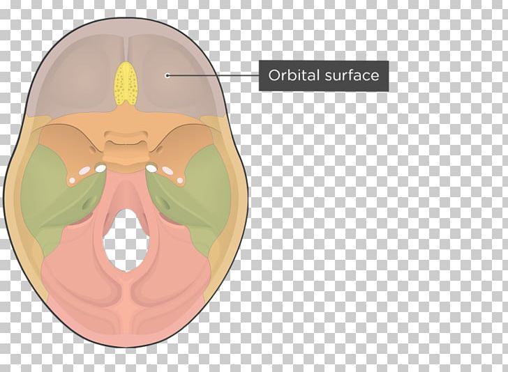 Orbital Part Of Frontal Bone Skull PNG, Clipart, Anatomy, Atlas, Bone, Brain, Ear Free PNG Download