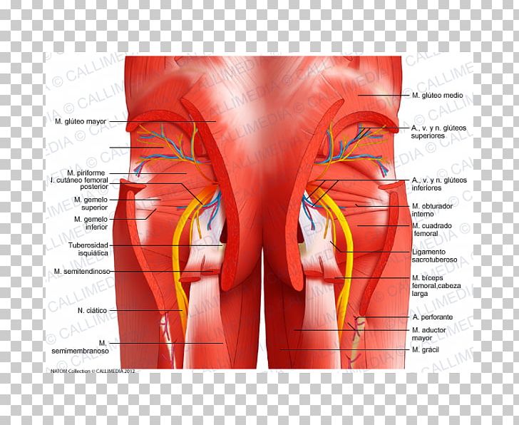 Pelvis Gastrocnemius Muscle Muscular System Rectus Abdominis Muscle PNG, Clipart, Abdomen, Anatomy, Blood Vessel, Gastrocnemius Muscle, Gluteus Minimus Muscle Free PNG Download