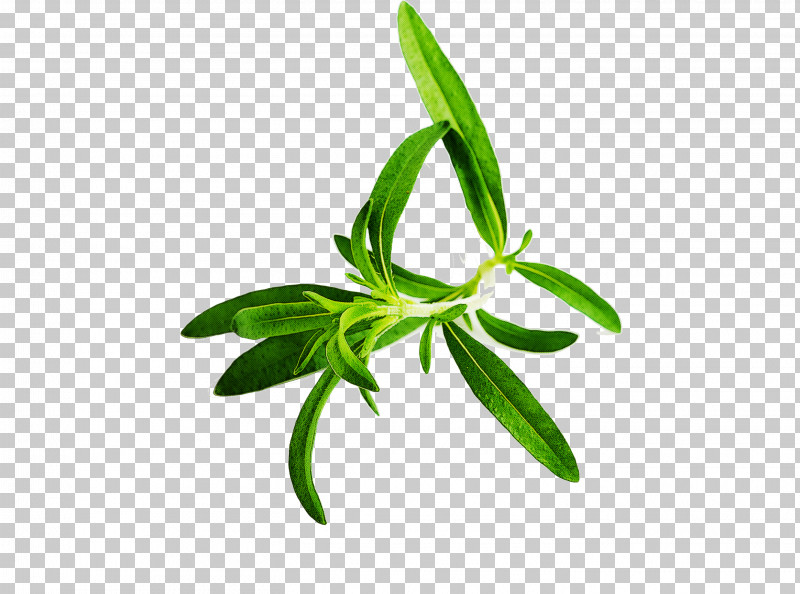 Leaf Plant Flower Tarragon Herbal PNG, Clipart, Flower, Herb, Herbal, Leaf, Plant Free PNG Download
