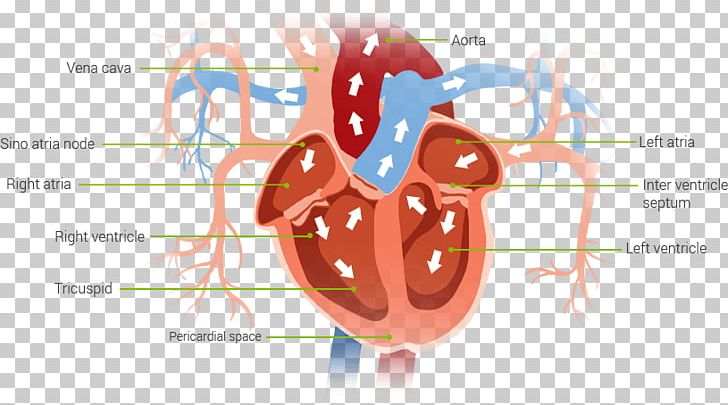Heart Muscle Pump Blood Diagram PNG, Clipart, Bed Bug Bite, Blood, Cardiovascular Disease, Condition, Diagram Free PNG Download