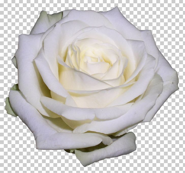 Garden Roses Cabbage Rose Floribunda Flower Portable Network Graphics PNG, Clipart, Black Rose, Blanche, Cut Flowers, Desktop Wallpaper, Floribunda Free PNG Download