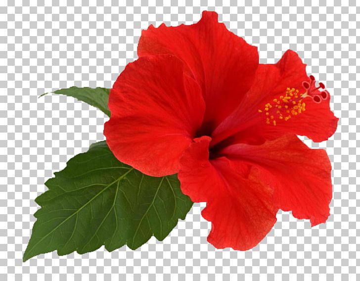 Tea Shoeblackplant Flower Leaf Extract PNG, Clipart, Annual Plant, China Rose, Chinese Hibiscus, Extract, Flower Free PNG Download