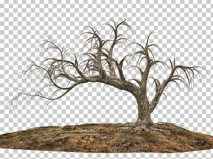 Tree Drawing Cartoon Giant Sequoia PNG, Clipart, Art, Branch, Cartoon, Drawing, Giant Sequoia Free PNG Download