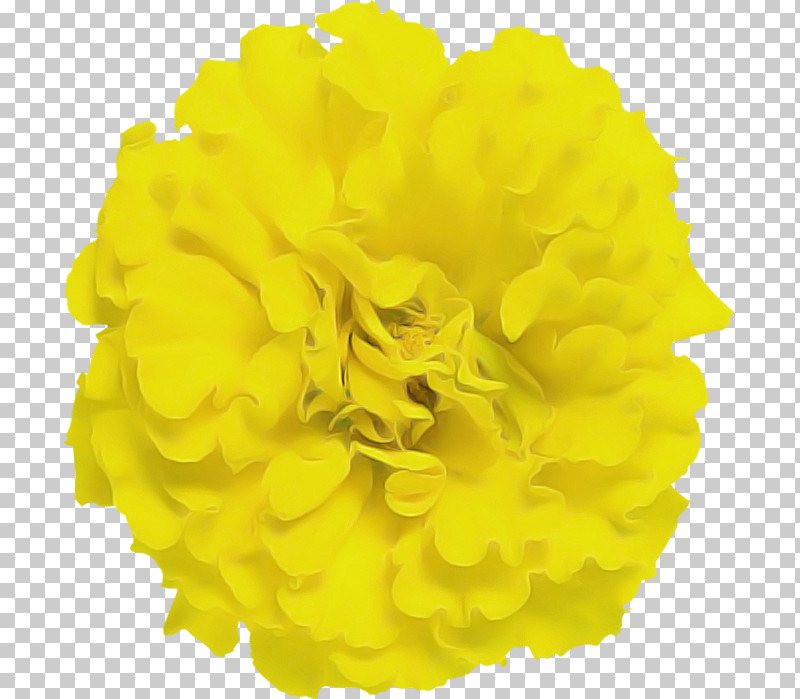 Yellow Flower Petal Tagetes Plant PNG, Clipart, Cut Flowers, Flower, Petal, Plant, Pompom Free PNG Download