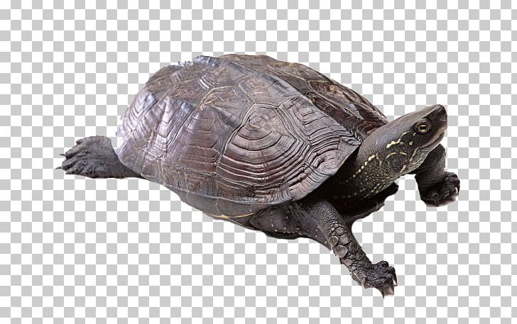 Box Turtle Green Sea Turtle PNG, Clipart, Animal, Buckle, Chelydridae, Chinese Softshell Turtle, Emydidae Free PNG Download