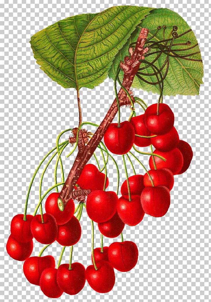 Cherry Fruit Blog Food PNG, Clipart, Auglis, Berry, Blog, Branch, Cherry Free PNG Download