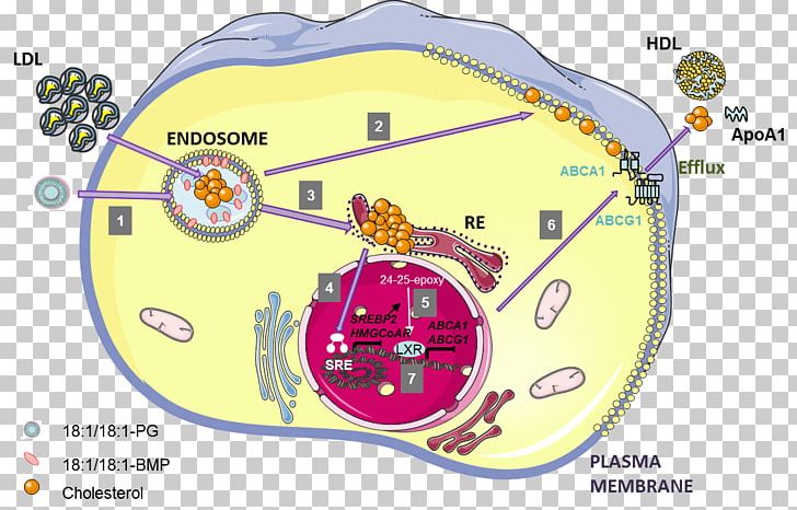 Cholesterol ABCA1 Liver X Receptor LDL Receptor Low-density Lipoprotein PNG, Clipart, Abca1, Adenosine Triphosphate, Area, Atpbinding Cassette Transporter, Bmp Free PNG Download