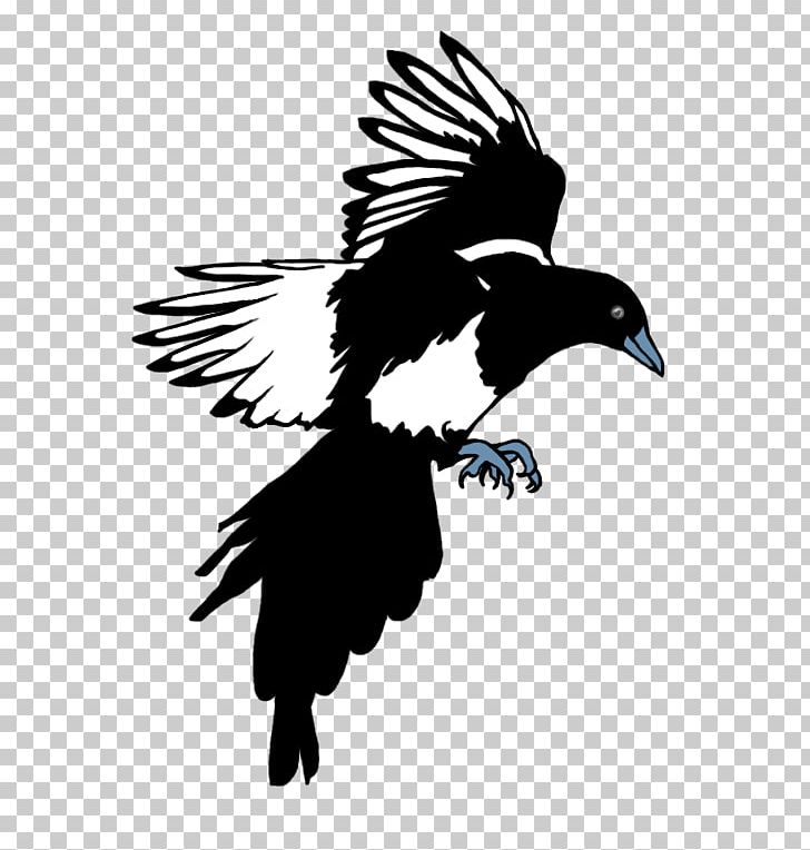 Eurasian Magpie Bird Coyote Black-billed Magpie PNG, Clipart, Animals, Beak, Bird, Bird Of Prey, Black And White Free PNG Download