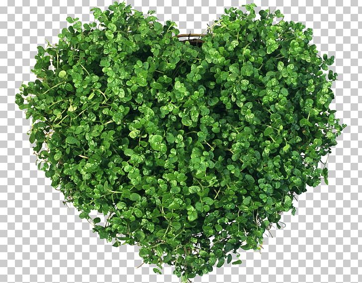 Shrub Plant PNG, Clipart, Clover, Grass, Green, Herb, Leaf Free PNG Download
