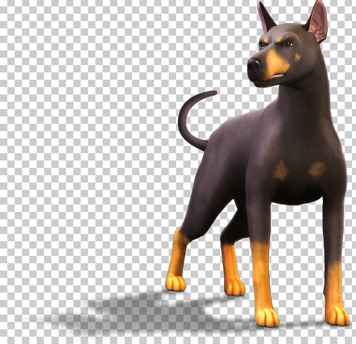 The Sims 3: Pets The Sims 2: Pets Manchester Terrier The Sims 4: Cats & Dogs Miniature Pinscher PNG, Clipart, Animals, Carnivoran, Dobermann, Dog, Dog Breed Free PNG Download
