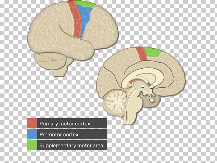 Visual Cortex Cerebral Cortex Primary Motor Cortex Premotor Cortex PNG, Clipart, Auditory Cortex, Cerebrum, Cortex, Motor Cortex, Organ Free PNG Download