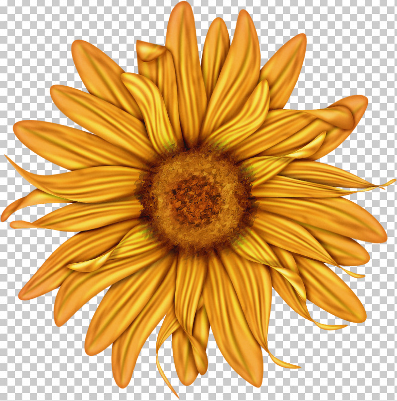 Sunflower PNG, Clipart, Daisy Family, Flower, Gazania, Gerbera, Petal Free PNG Download