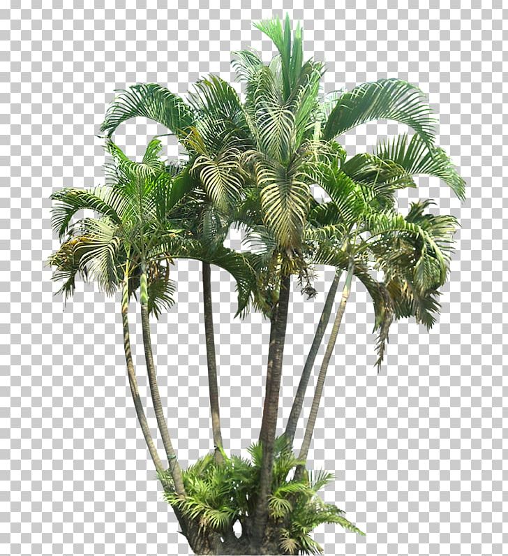 Areca Palm Arecaceae Dypsis Decaryi Subtropics PNG, Clipart, Arecaceae, Arecales, Areca Palm, Borassus Flabellifer, Coconut Free PNG Download