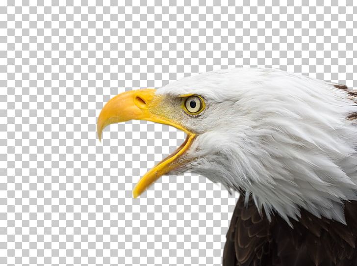 Bald Eagle Bird Of Prey Desktop PNG, Clipart, 4k Resolution, Accipitriformes, Animals, Bald, Bald Eagle Free PNG Download