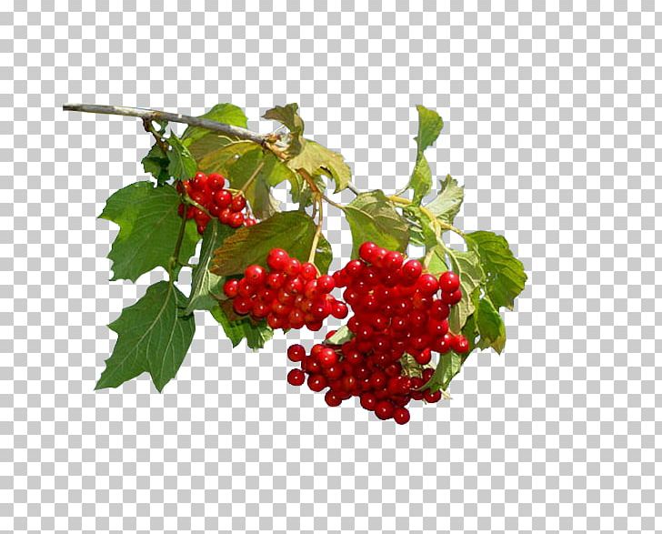 Disease Hypertension Therapy Sinus Infection Guelder-rose PNG, Clipart, Berry, Currant, Disease, Food, Fruit Free PNG Download