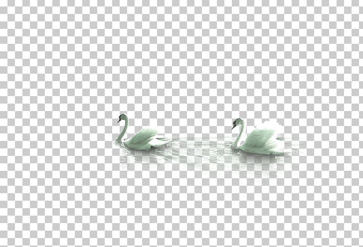 Duck Mute Swan Bird PNG, Clipart, Animal, Animals, Beak, Bird, Black Swan Free PNG Download