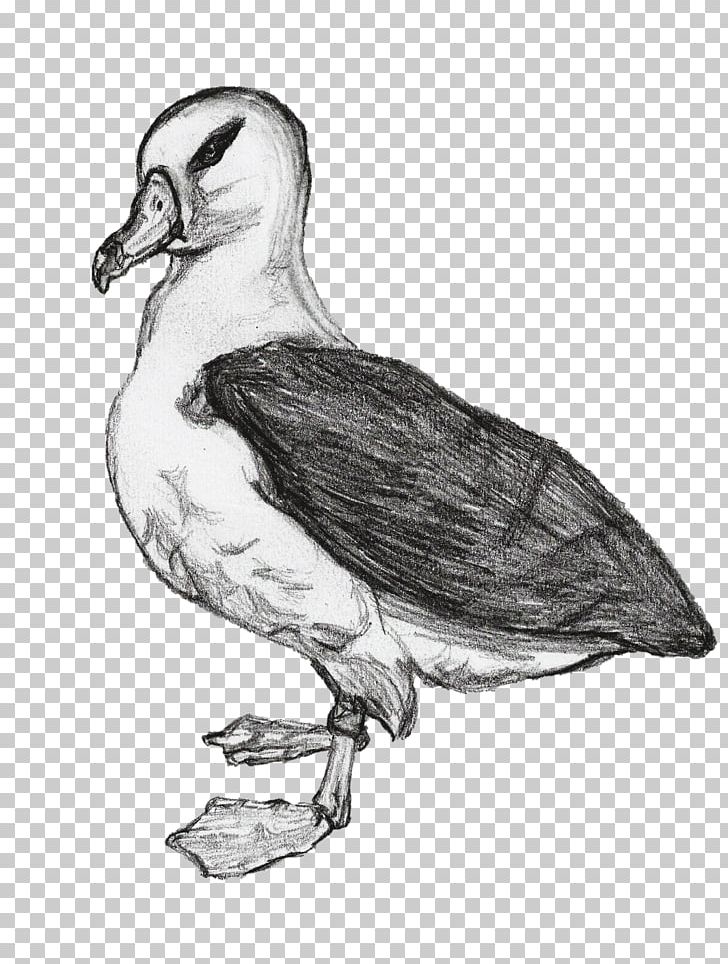 Duck Seabird Wader Beak PNG, Clipart, Beak, Bird, Black And White, Blackbrowed Albatross, Charadriiformes Free PNG Download