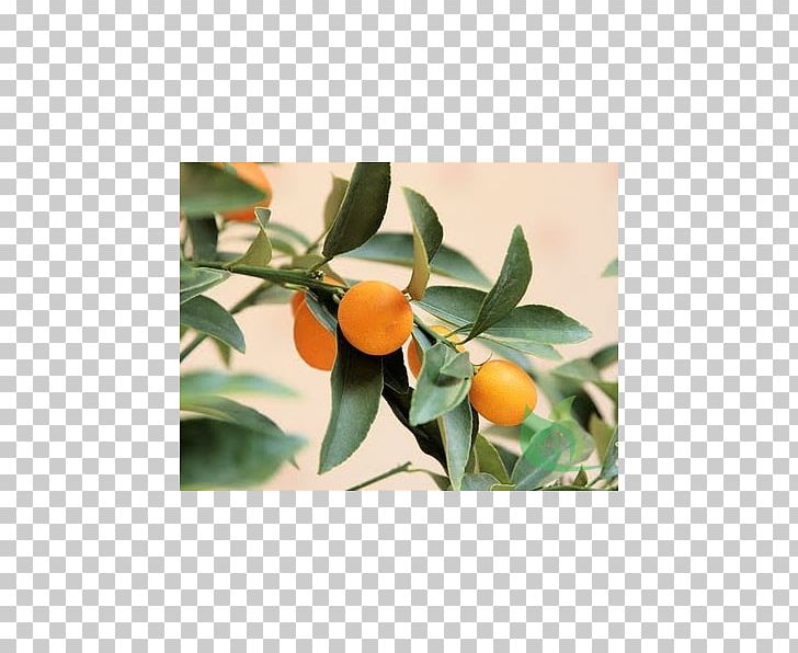 Kumquat Tangerine Mandarin Orange Rangpur Clementine PNG, Clipart, Bitter Orange, Calamondin, Citrus, Citrus Margarita, Clementine Free PNG Download