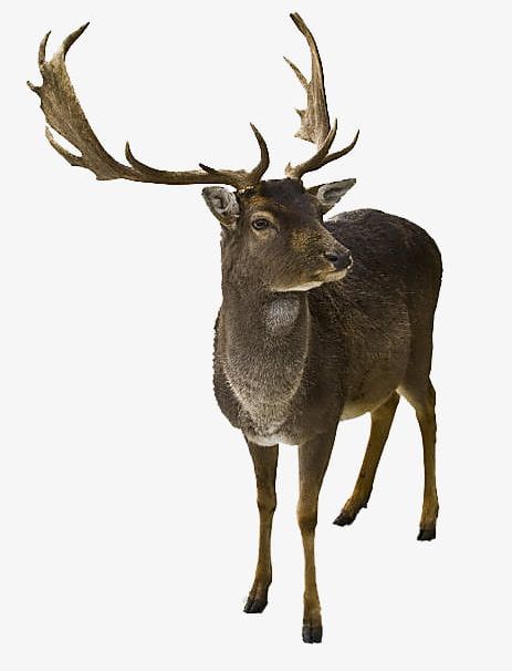 Africa Elk PNG, Clipart, Africa Clipart, Animal, Animals, Animals In The Wild, Antler Free PNG Download